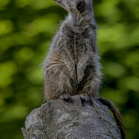 Buy canvas prints of  Meerkat Sentry by Kevin Tappenden