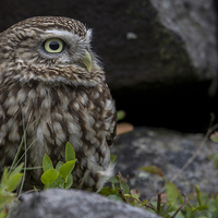 Buy canvas prints of  Little Owl Portrait by Kevin Tappenden