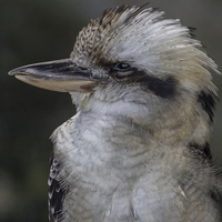 Buy canvas prints of  Kookaburra  by Kevin Tappenden