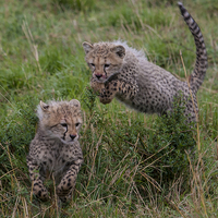 Buy canvas prints of  Cheetah Cubs Playing by Kevin Tappenden