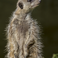Buy canvas prints of  Meerkat Lookout by Kevin Tappenden