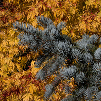 Buy canvas prints of  Autumn Gold by Kevin Tappenden