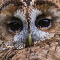 Buy canvas prints of  Tawny Owl Portrait by Kevin Tappenden