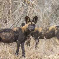 Buy canvas prints of  Wild Dog Family Portrait by Kevin Tappenden