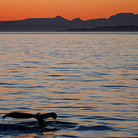 Buy canvas prints of Baja Whale Sunset by Kevin Tappenden