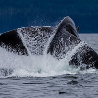 Buy canvas prints of Whale Tail by Kevin Tappenden