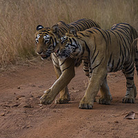 Buy canvas prints of Tigers Tadoba by Kevin Tappenden