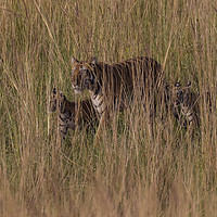 Buy canvas prints of Sona and cubs by Kevin Tappenden
