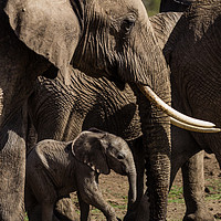 Buy canvas prints of Elephant Family by Kevin Tappenden