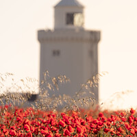 Buy canvas prints of Remembrance Poppies by Trevor Sherwin