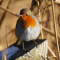 Buy canvas prints of Robin Red Breast by paul green