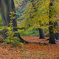 Buy canvas prints of Trees in Autumn  by paul green