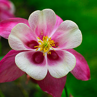 Buy canvas prints of Columbine by paul green
