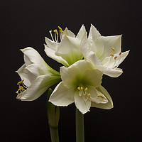 Buy canvas prints of Amaryllis by paul green