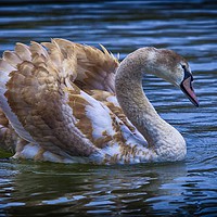 Buy canvas prints of Young Swan by paul green
