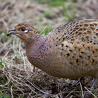 Buy canvas prints of Female Pheasant  by paul green