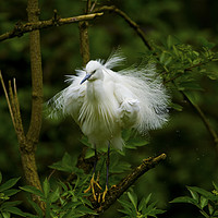 Buy canvas prints of Little Egret by paul green