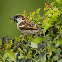 Buy canvas prints of Sparrow by paul green