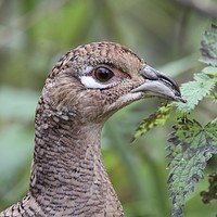 Buy canvas prints of Female Pheasant  by paul green