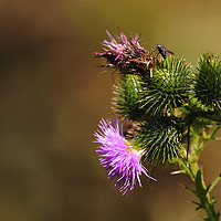 Buy canvas prints of Scottish Thistle by paul green