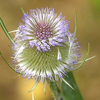 Buy canvas prints of Teasel by paul green