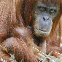 Buy canvas prints of Orangutan and her young  by Chris Warham