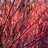 Buy canvas prints of WInter red dogwood stems in winter sun by Chris Warham