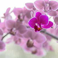 Buy canvas prints of Purple orchid in front of pink orchids by Chris Warham