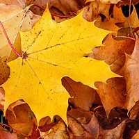 Buy canvas prints of Stand out from the crowd | Autumn leaves by Chris Warham