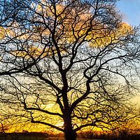 Buy canvas prints of Oak Teee silhouette in a winter sunset  by Chris Warham