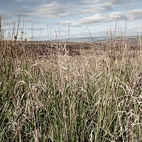 Buy canvas prints of Through the long grass to the Peak District moors by Chris Warham