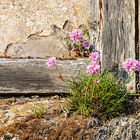 Buy canvas prints of Cornish Thrift in an old wall by Chris Warham