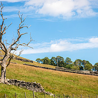 Buy canvas prints of Swaledale - tree and hillside. by Chris Warham