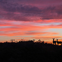 Buy canvas prints of Deer at sunset by Chris Warham