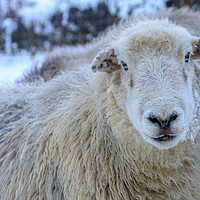 Buy canvas prints of Herdwick Sheep in the snow by Chris Warham