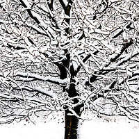 Buy canvas prints of Tree with snow - black and white high contrast by Chris Warham