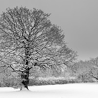Buy canvas prints of Trees in a virgin snow field - after the snow stor by Chris Warham