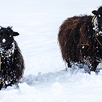 Buy canvas prints of Two black sheep in the snow by Chris Warham