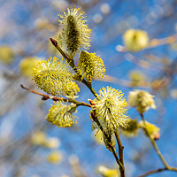 Buy canvas prints of Spring - pussy willow in the sunshine by Chris Warham