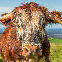 Buy canvas prints of Cow portrait. English Longhorn by Chris Warham