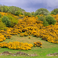 Buy canvas prints of Yellow flowering gorse on a Peak District hillside by Chris Warham