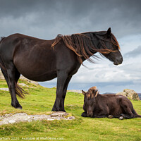 Buy canvas prints of Dartmoor Pony with its foal by Chris Warham