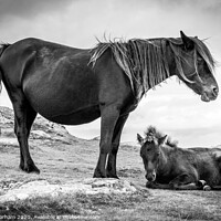 Buy canvas prints of Dartmoor Pony and Foal in black and white by Chris Warham