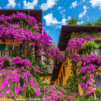 Buy canvas prints of Bougainvillea on a house wall in Limone Italy by Chris Warham