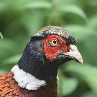 Buy canvas prints of  Evil Pheasant  by Scott Williams