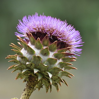Buy canvas prints of  Big Thistle by Scott Williams
