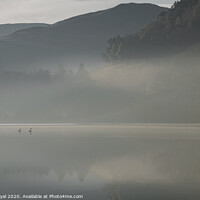 Buy canvas prints of Swans in Dawn Mist, Loweswater Lake District by Philip Royal