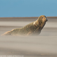 Buy canvas prints of Alert Grey Seal in Drifting Sand by Philip Royal