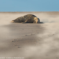 Buy canvas prints of Grey Seal surrounded by Drifting Sand by Philip Royal