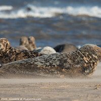 Buy canvas prints of Grey Seal group in Drifting Sand by Philip Royal